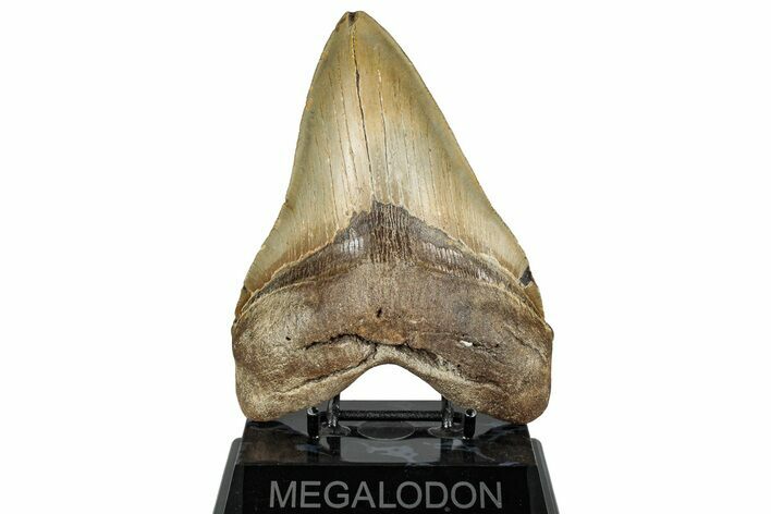 Serrated, Fossil Megalodon Tooth - North Carolina #328305